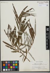 Foto von Salix viminalis L.